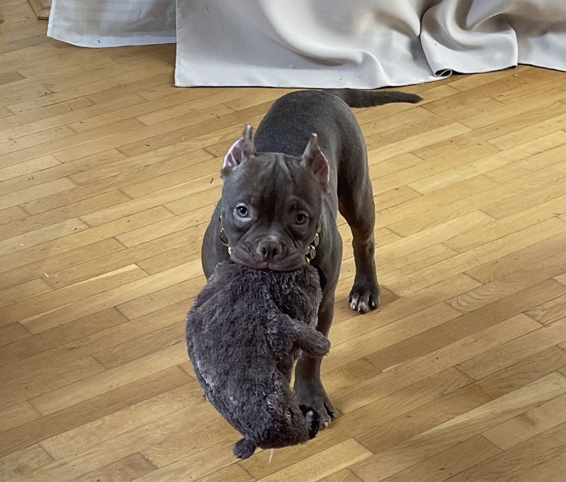 Американский Буллі