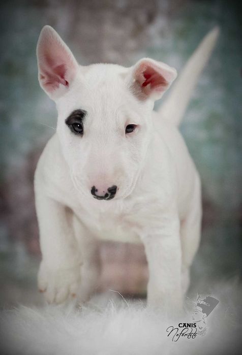 Bulterier Miniaturowy ZKwP/FCI