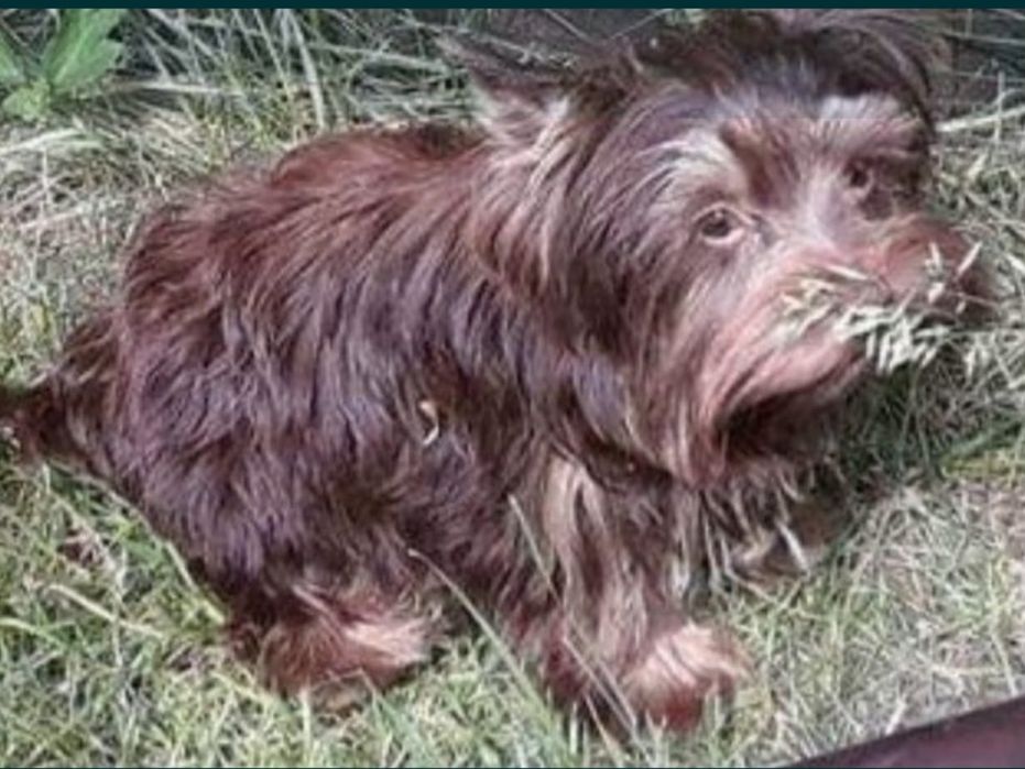 Yorkshire terrier biewer suczka