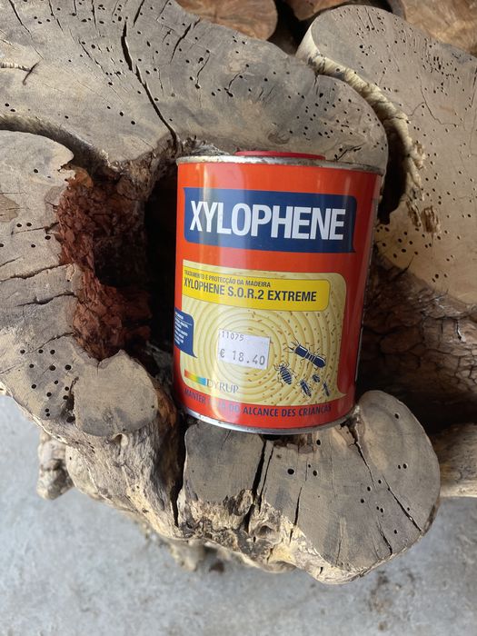 Tronco de figueira + de 300 anos