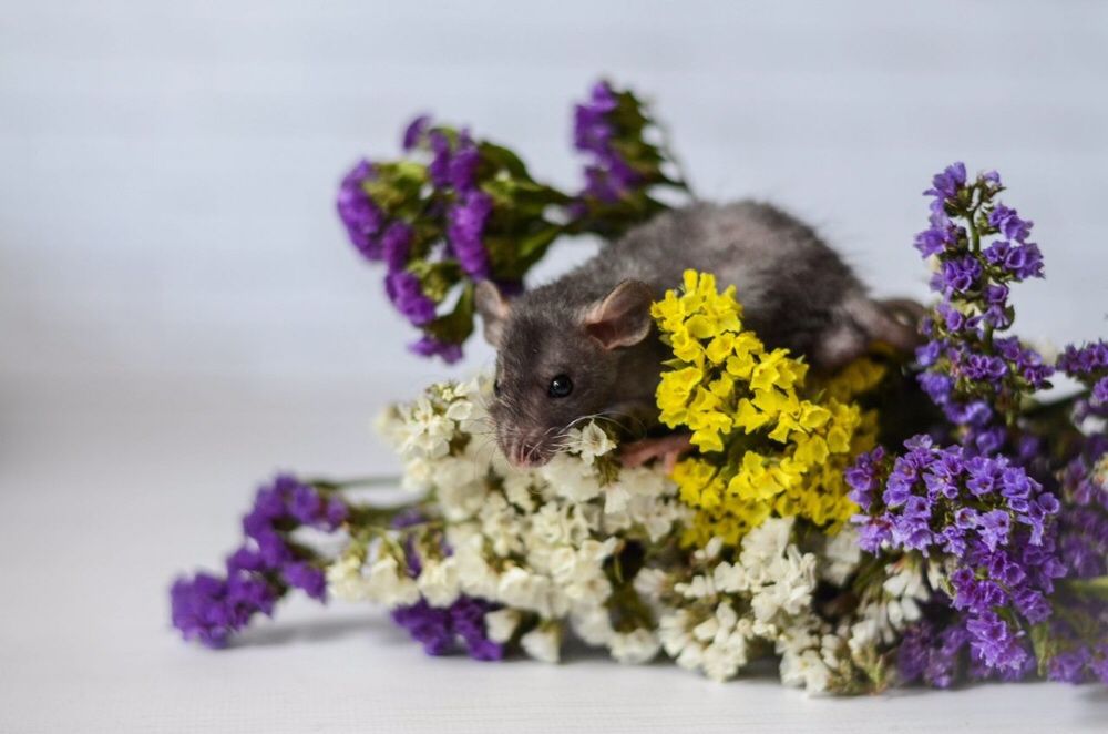 Кудрявые крысы рекс дамбо