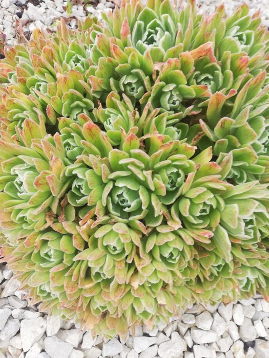 Aeonium arbureum e suculentas