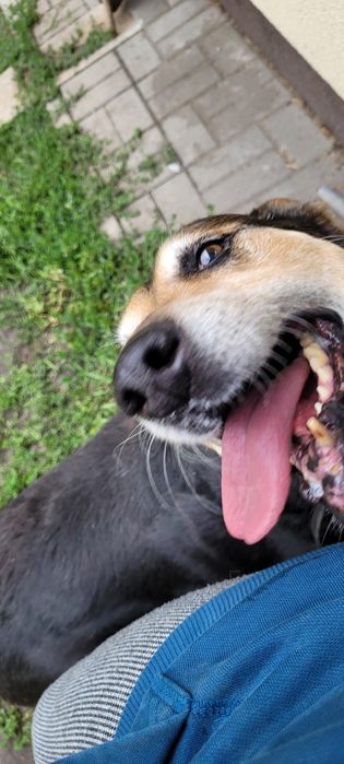 Szarik do adopcji.