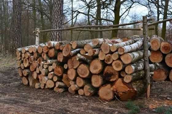 Drewno brzozowe opal lub tartaczne