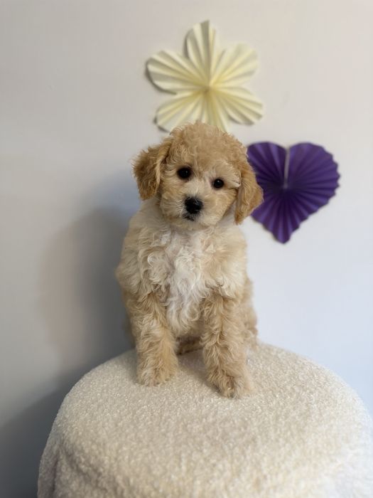 Bichpoo/Maltipoo/Poochon