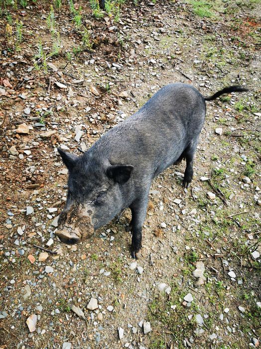 Porquinho anão vietnamita