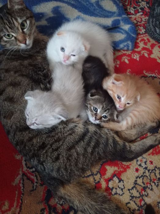 Віддам  Кошенята