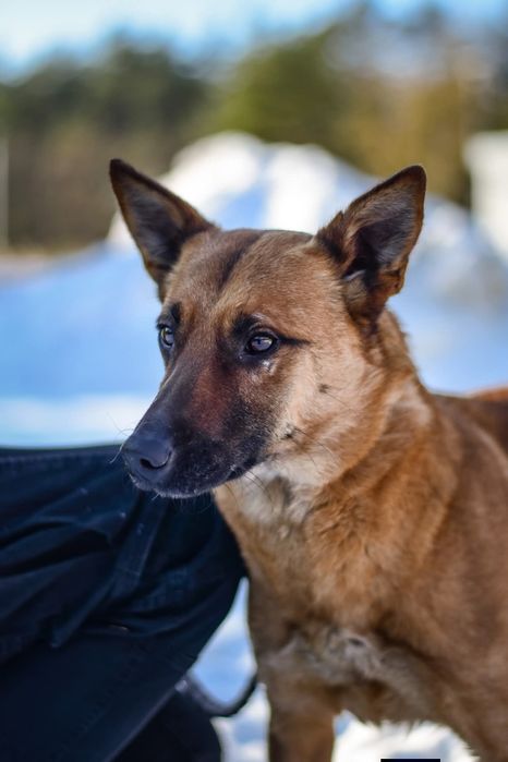 Ziomuś kochany psiak do adopcji