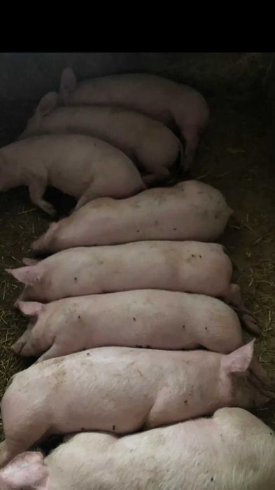 Продам поросят мясних порід від  28 до 30 кг .Біла велика.