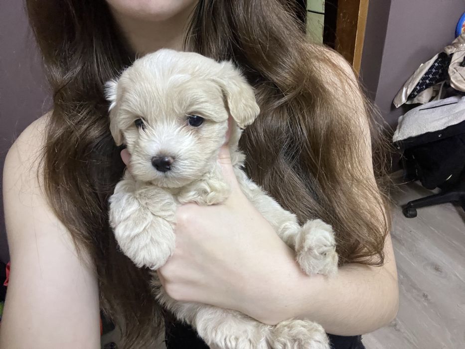 У наявності цуцики мальтіпу готові до бронювання