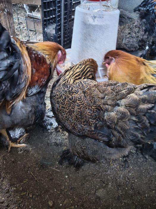 Casal Brahmas Perdiz Dourado