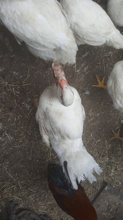 Тушки качка шипуни, гуси, кролі, кури