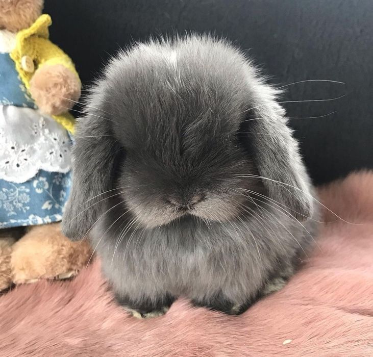 KIT Coelhos anões mini loop, orelhudos muito inteligentes e dóceis