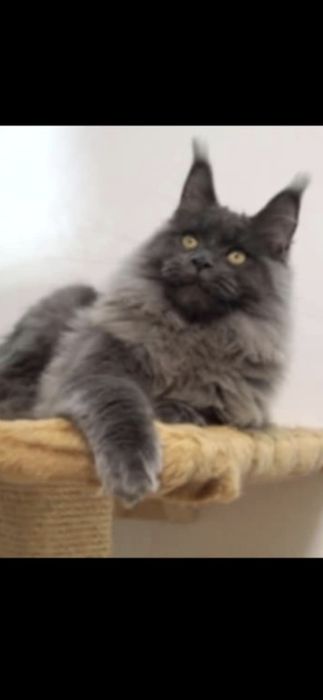 Maine coon 2 ostatnie kocurki