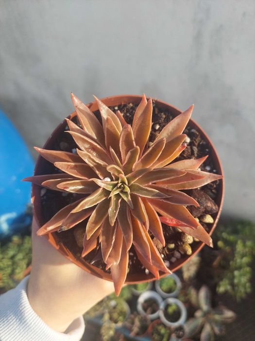 Suculentas 4€ cada