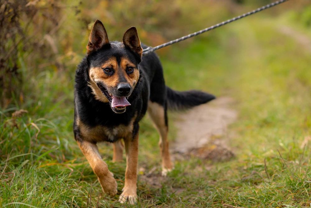 Elton: schroniskowy weteran gaśnie w oczach ;(