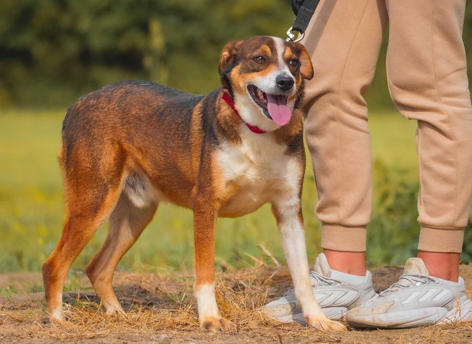FLOG - fajny, łagodny piesek