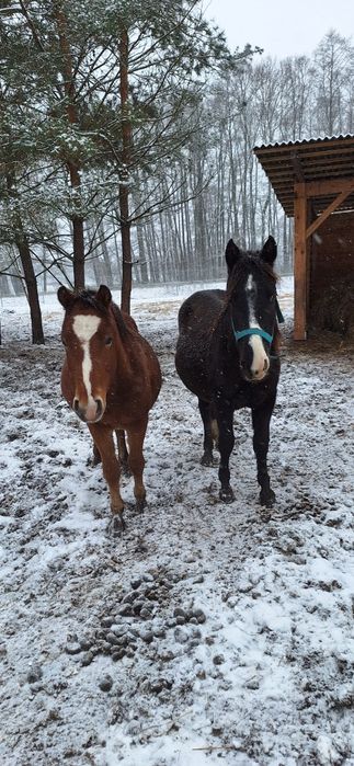 Kuc szuka domu adopcyjnego