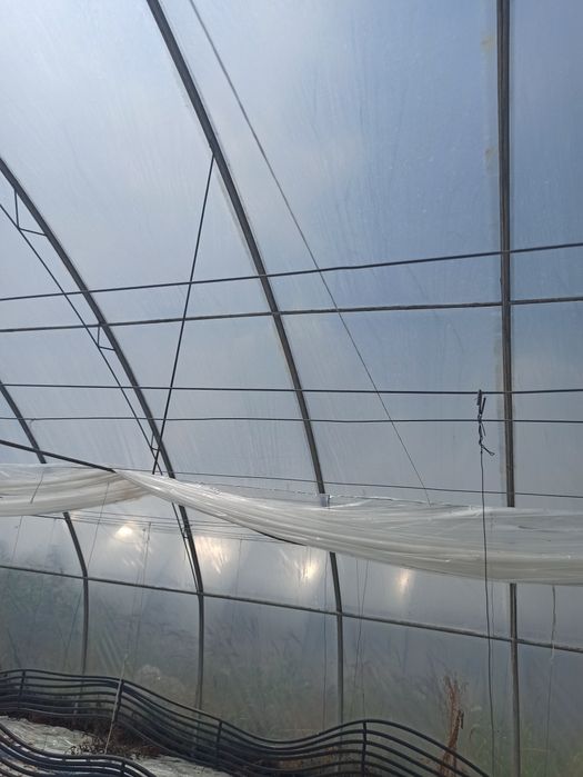 Tunel foliowy 10.5mx62m