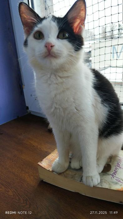 Cudna koteczka - oddam w dobre ręce