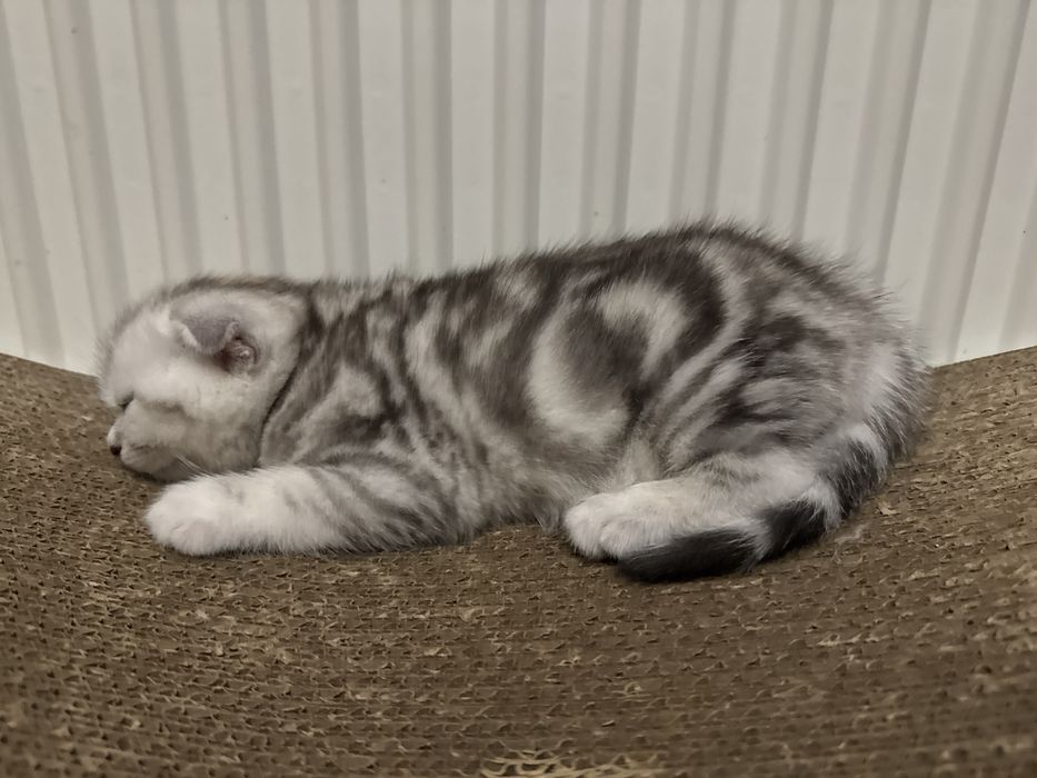 Шотландські кошенята хлопчики