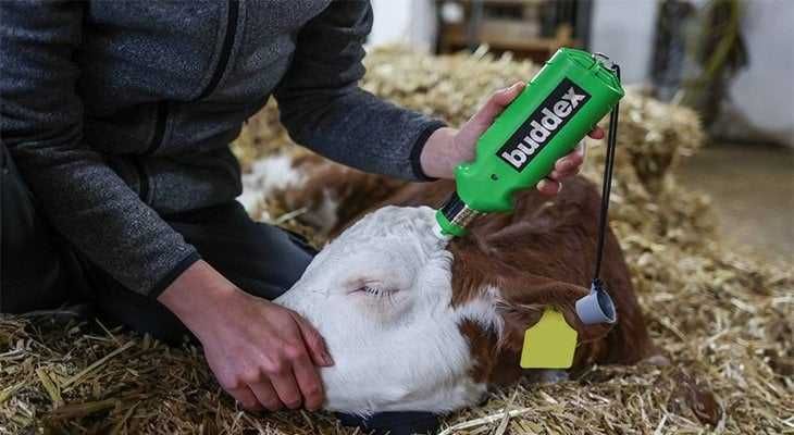 Dekornizator akumulatorowy BUDDEX dla bydła WYPALARKA rogów cieląt