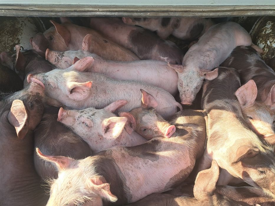 Продам поросят мясной породы