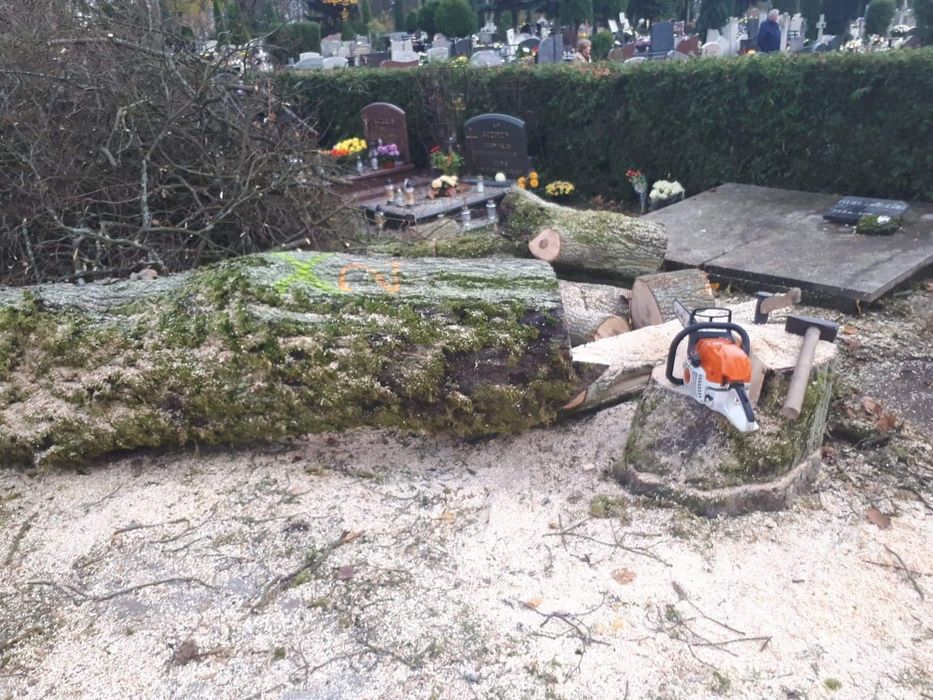 Wycinka i Przycinka Drzew Metodą Alpinistyczną