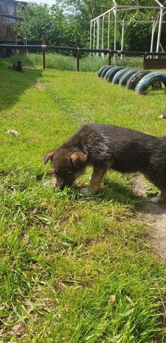 Отдам щенков,даром!!!