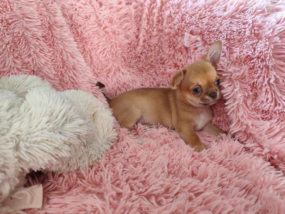 Beżowy chłopiec chihuahua gotowy do odbioru