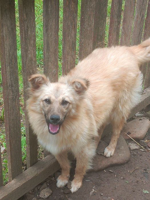 Дві дівчинки безкоштовно