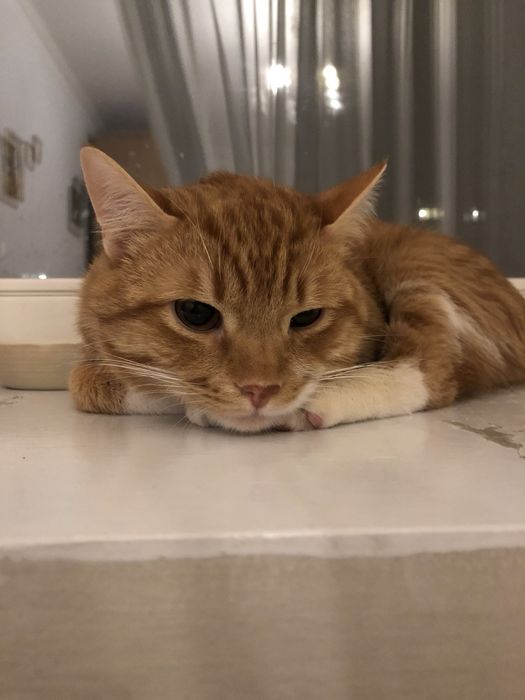 В ДОМАШНІХ умовах.Перетримка. Без КЛіТОК! Лівобережна.