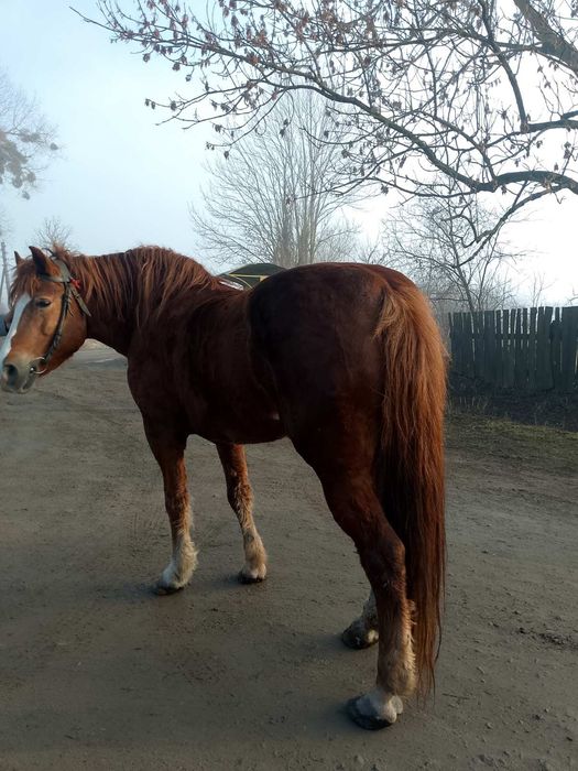 Продається кобила!