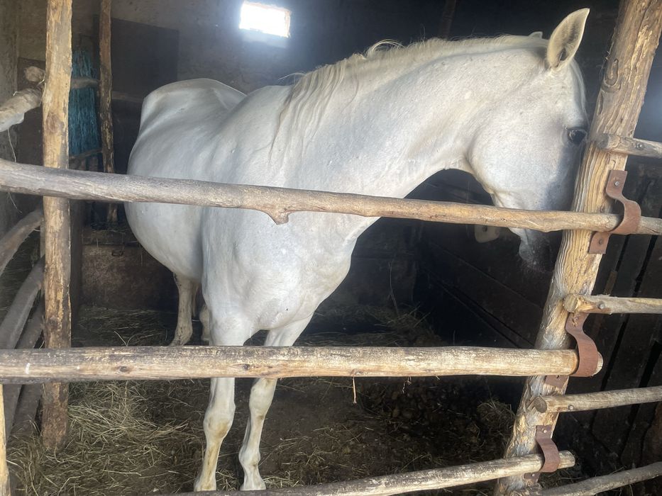 Egua cruzada de lusitano