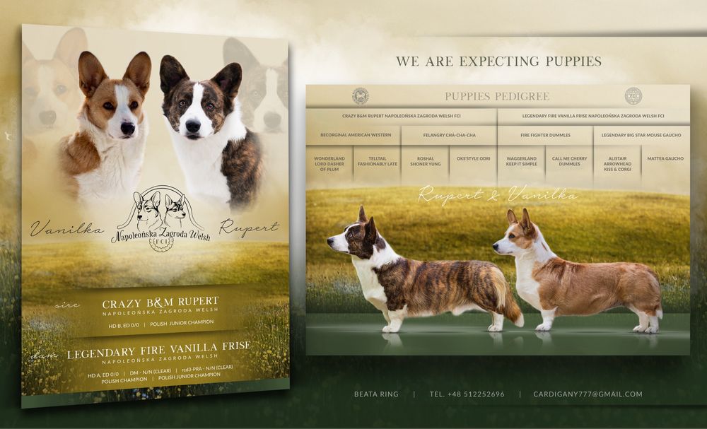 Welsh Corgi Cardigan szczenieta zapowiedź miotu 2026