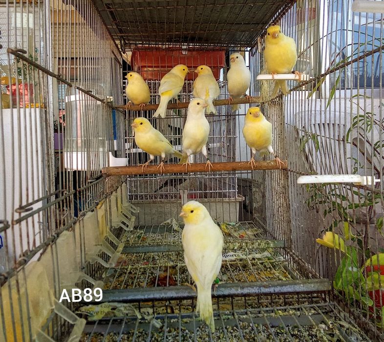 Canarios de Cor com anilha de criador.