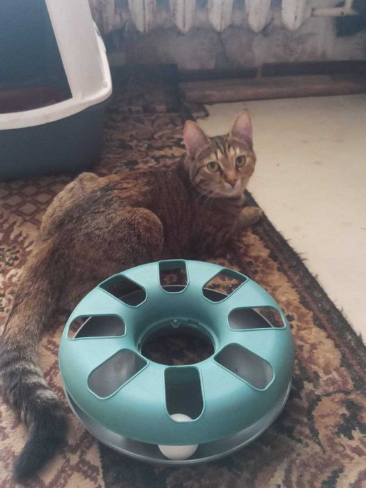 Віддам в добрі руки