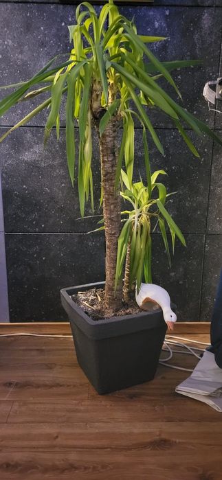 Juka 150cm  sprzedam