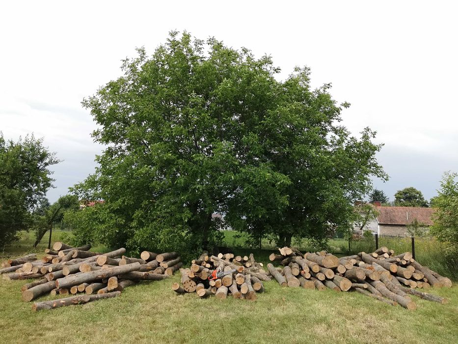 Drewno Opałowe Kominkowe Buk Grab Sezonowany Transport