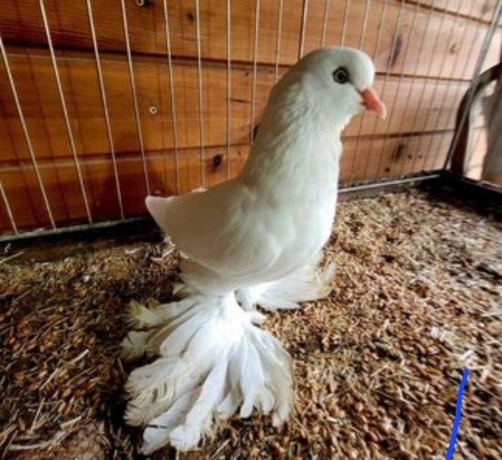 Mewki włoskie, mewka włoska, gołąb, gołębie, ozdobne,rasowe