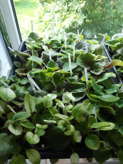 Фіалки - дітки та стартери