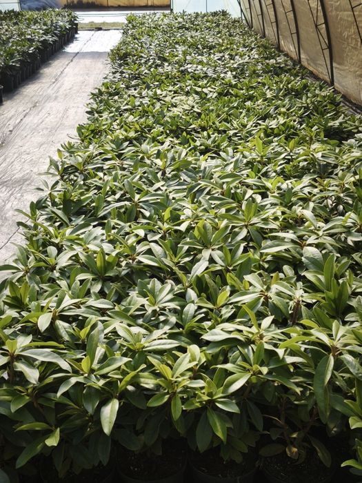 Rhododendron Różanecznik