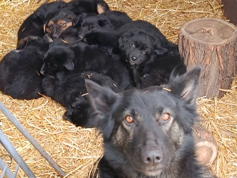 Щенки метисы овчарки БЕСПЛАТНО