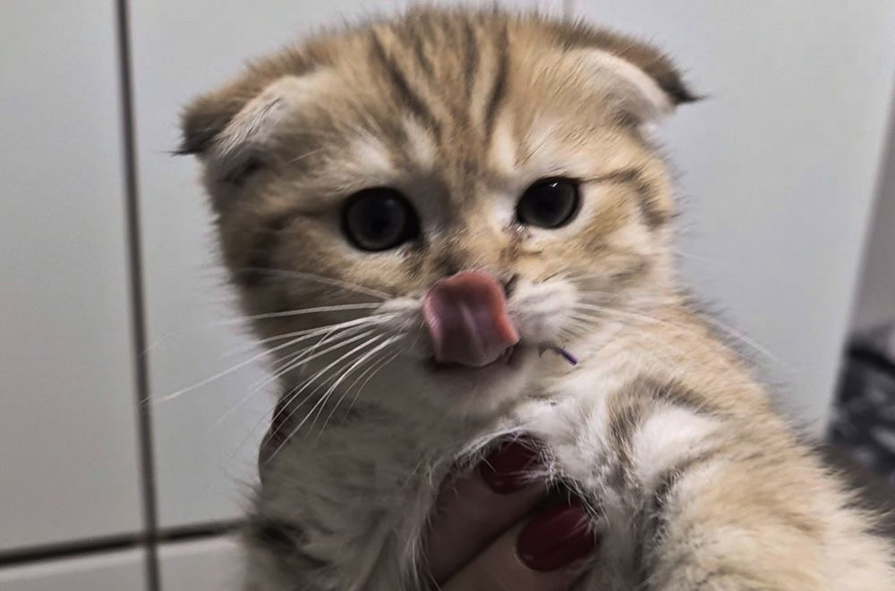 Котёнок, кошечка, шотландцы, вислоухие