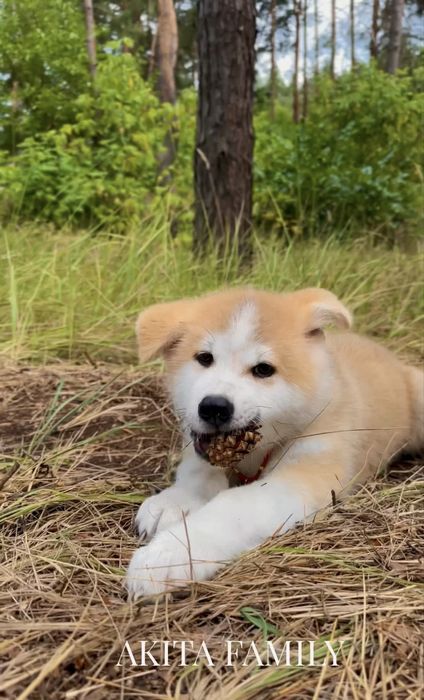 Акіта іну хлопчик розплідник AKITA FAMILY