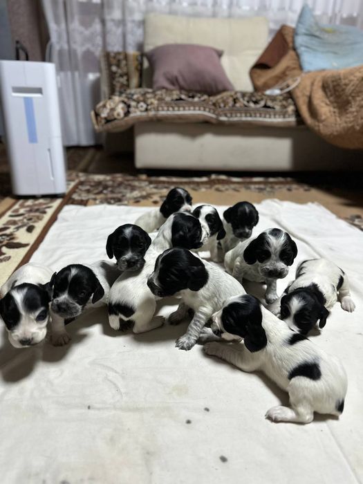 Цуценята мисливського спаніеля