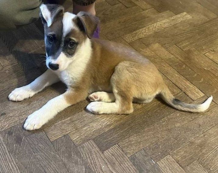 Віддам песиків в добрі руки 2,5 місяці