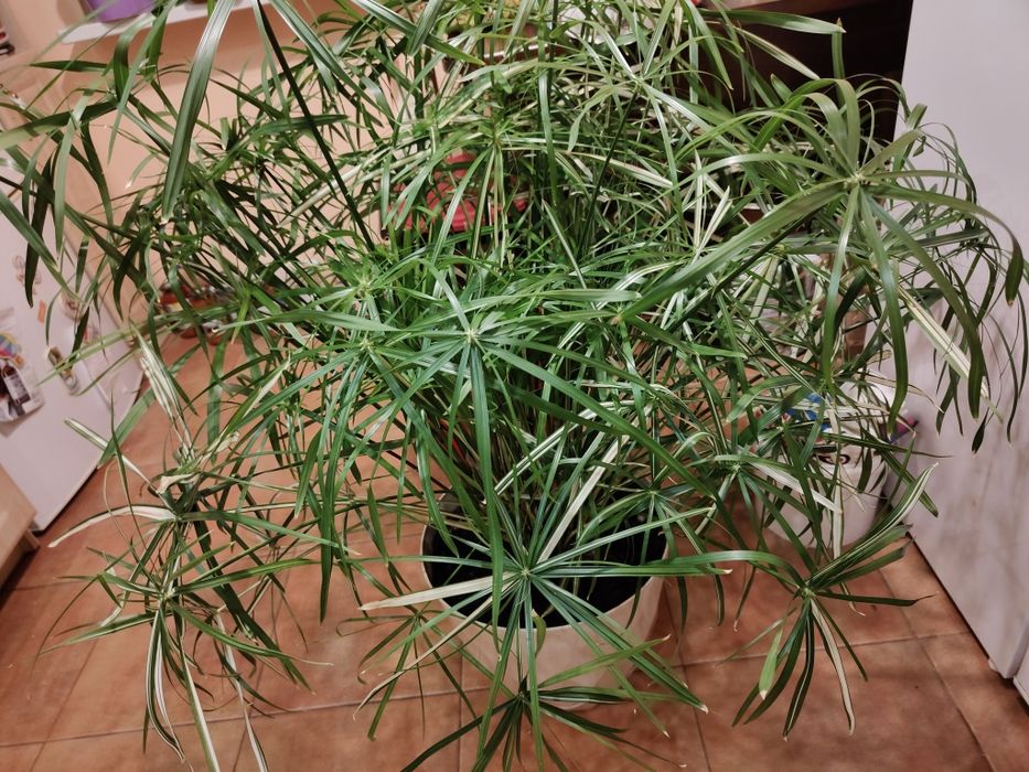 Papirus variegata