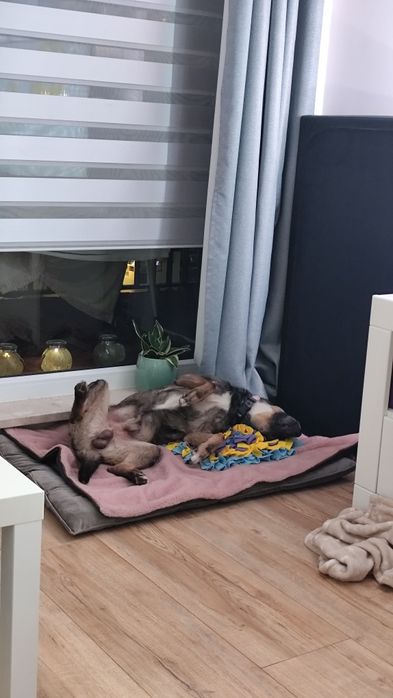 Spokojny Szarik szuka własnego człowieka