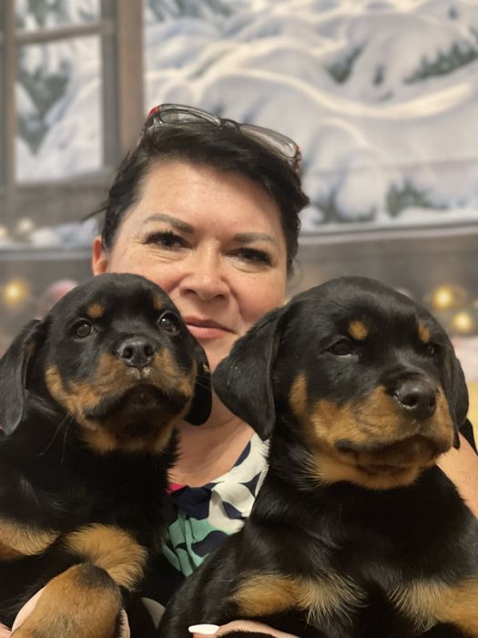 Мрієш мати ротвейлера?